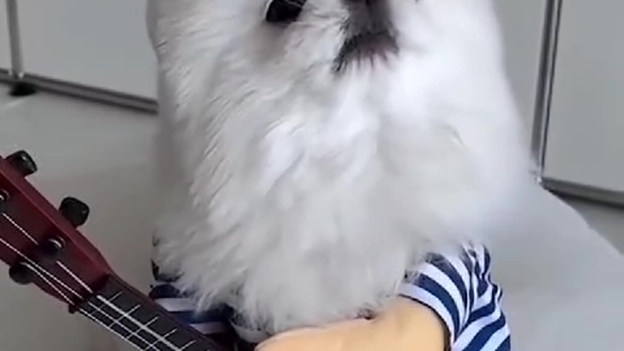 Have you ever seen a dog play the guitar? 😅