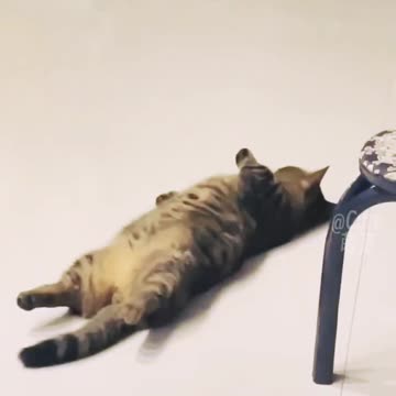 Funny Cats And Dogs Videos -- _4 - Best Funniest Animal videos