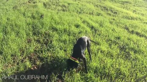 Chasse Au Maroc - Chiens Pointer Serpent à L’arrêt Sur deux Perdreaux sauvage