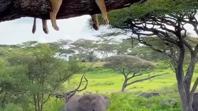 Funniest Animals - Best Of The 2021 Funny Animal Videos #41