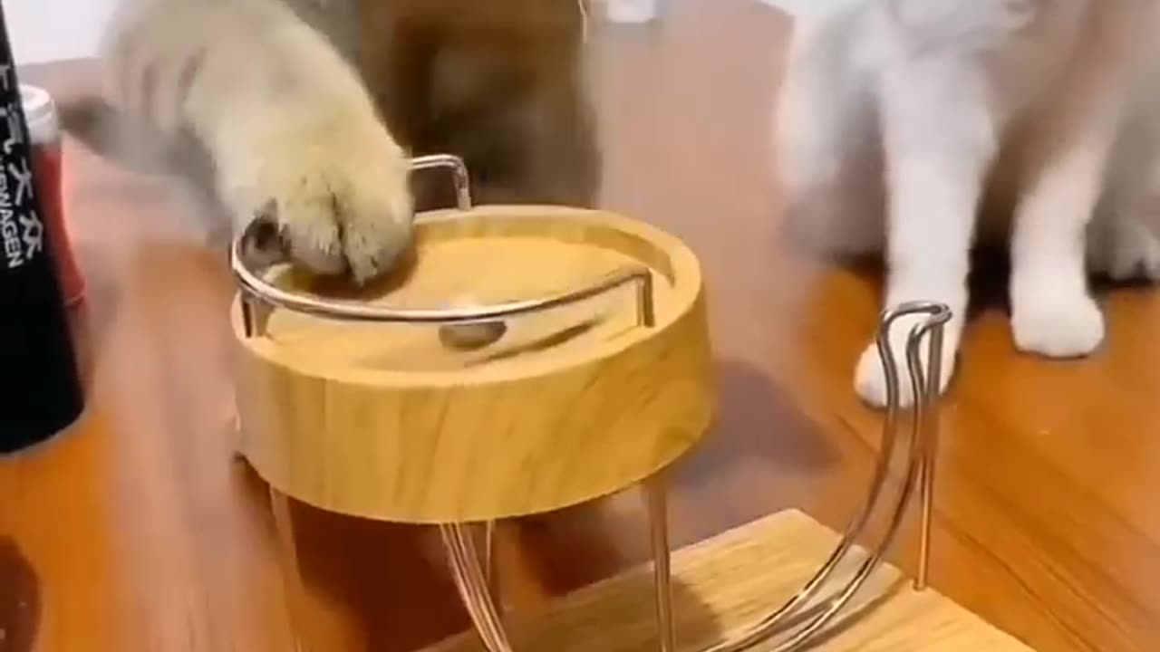 "Cats & More Cats: The Ultimate Feline Shenanigans! 😹🐾" PART 8