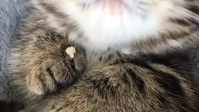 Can't stop laughing animals 🐈😺 Cute #50💋🥺