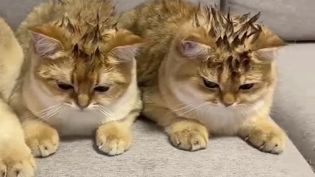 Cute and Funny Cats Videos Compilation #7 | Love Cats