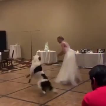 doggy dance weddings