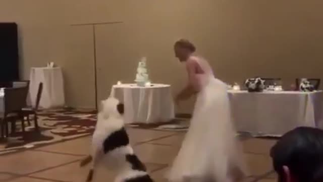 doggy dance weddings