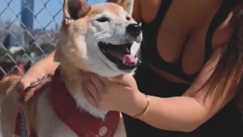 Beautiful Girl Playing With Cute Dog 🐕 Funny Dog 😂 Cute Dog