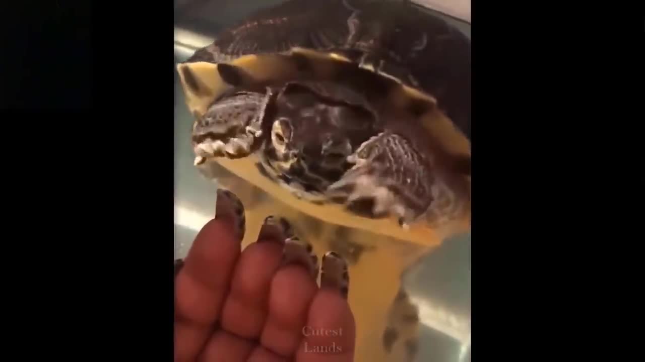 Helarious and cute animals Part 2