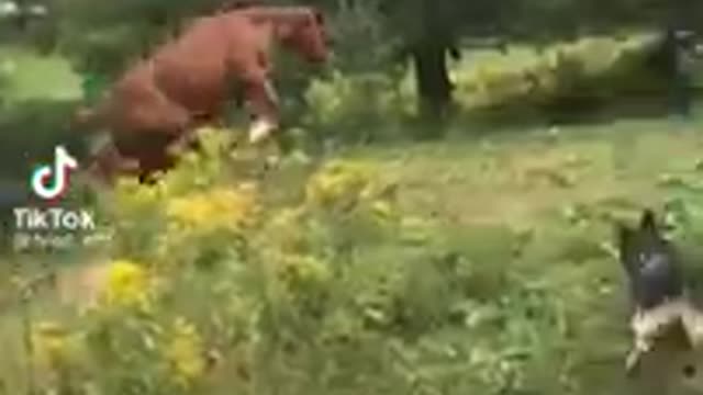 OH My GOD! HOW A HORSE JUMP LIKE THAT??