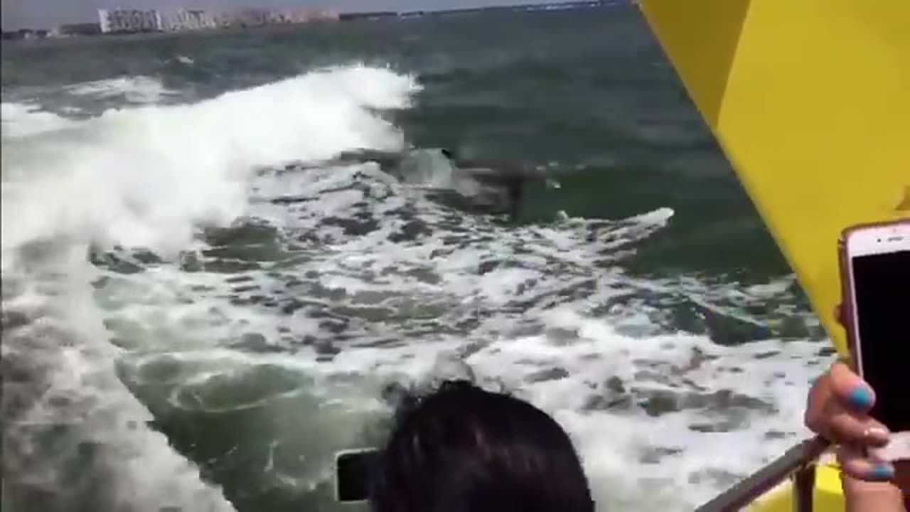 Baby Dolphins Jumping Out Of Water!