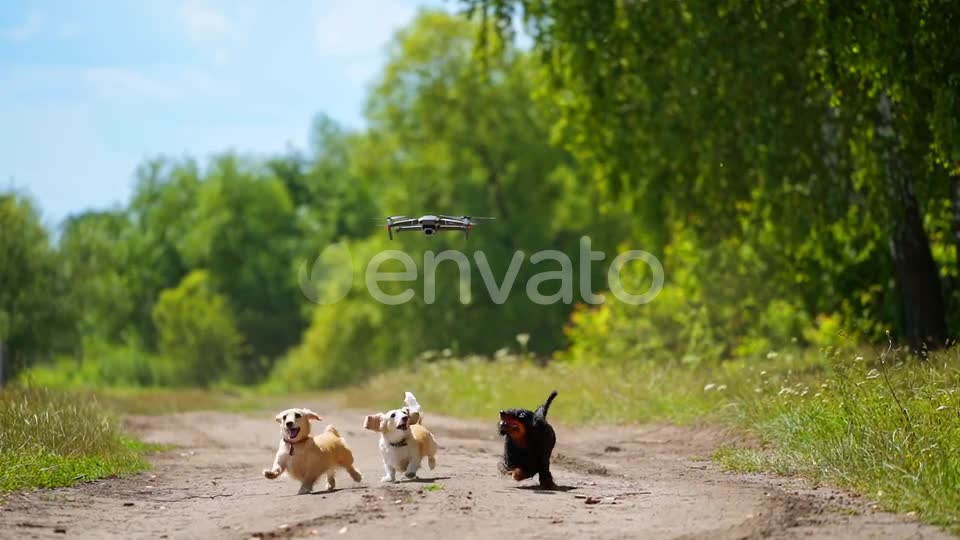 Three dogs playing outside