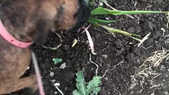 Dog eating grass in India