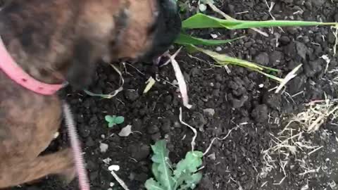 Dog eating grass in India