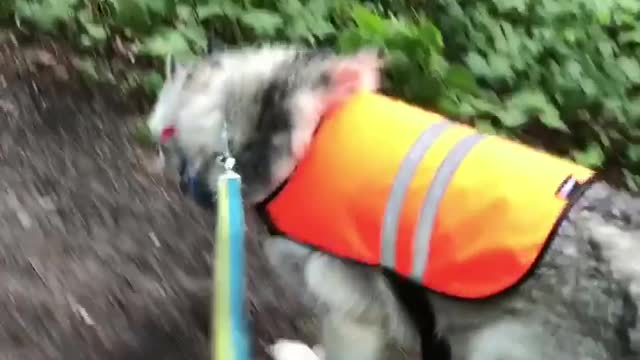 Stubborn Husky Dog Videos 😁😇 Best Funny Animal Videos 2022 😺 Funny Dog Videos 2022 😁