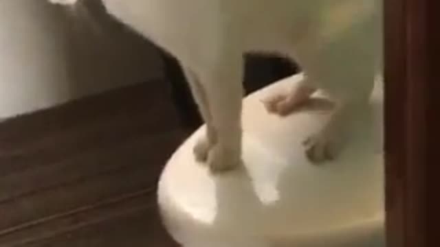 Gato perreo