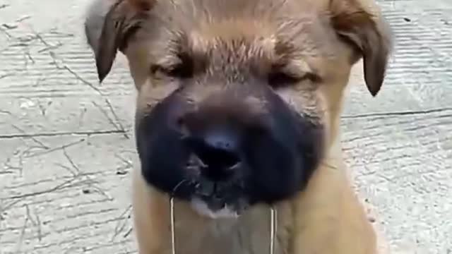 Brave Dog Adventures