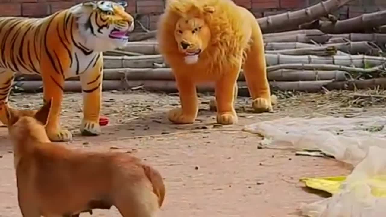 Prank Dog funny funn