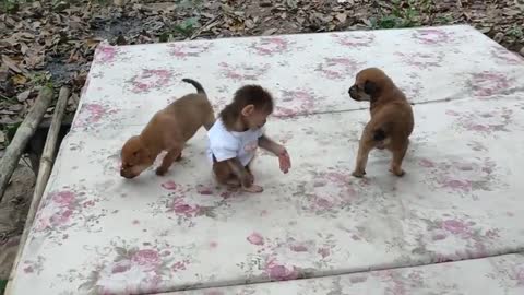 Monkey Puppy Baby || Cute puppies love to play with baby Monkey Sky