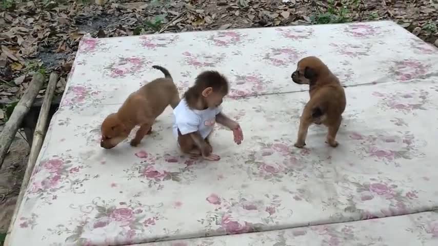 Monkey Puppy Baby || Cute puppies love to play with baby Monkey Sky