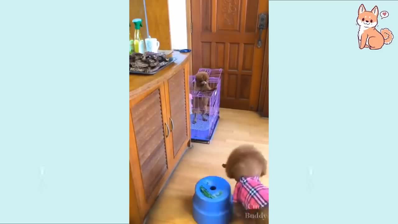 Videos Graciosos de de Nuestros Amigos peluditos!!!