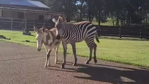 Zebra Got a Little Scared