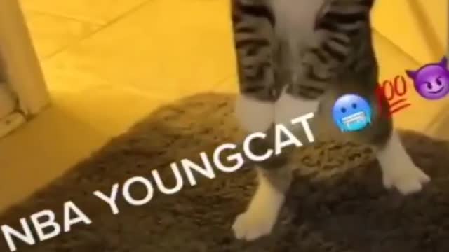 (FUNNY) super cute cat don’t like water 💦