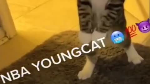 (FUNNY) super cute cat don’t like water 💦