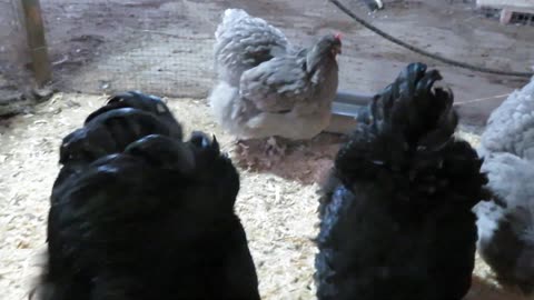 A roulroul chick with a silkie chick