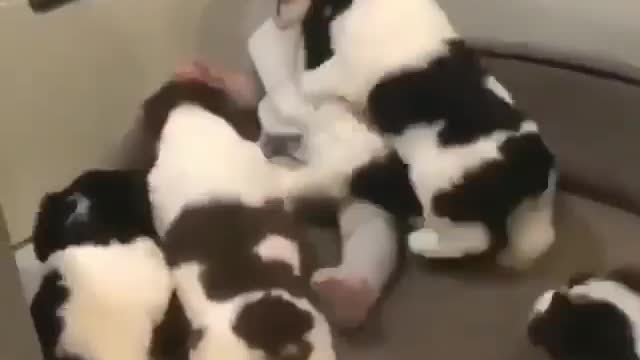 Puppies craziest love for a baby