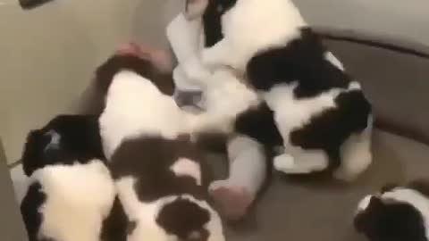 Puppies craziest love for a baby