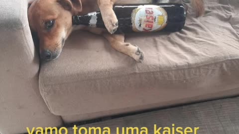 Largado na cachaça