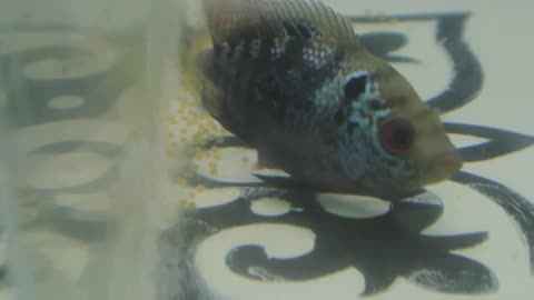 Thai Silk x Red Dragon Flowerhorn drops eggs