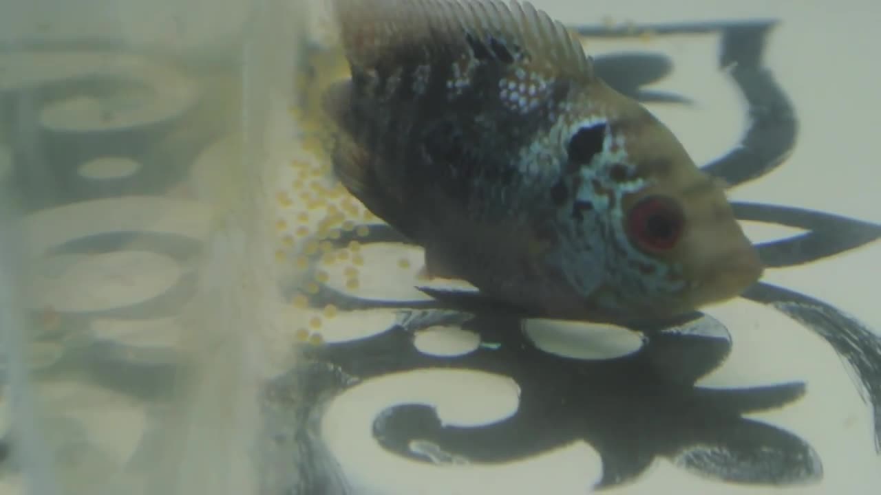 Thai Silk x Red Dragon Flowerhorn drops eggs