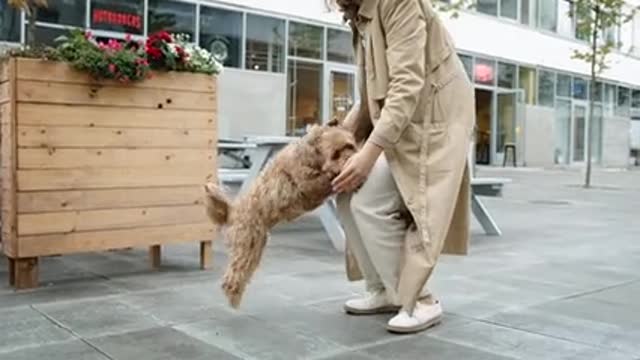 Dog playing