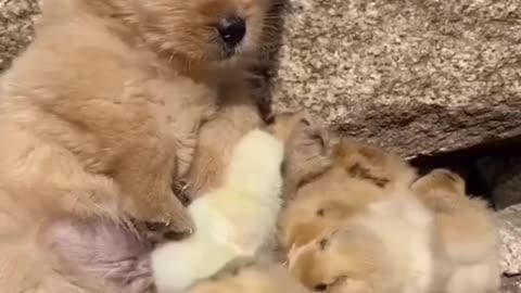 Cute animals funny videos