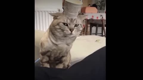 Cat funny video