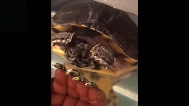 Funny Funny Funny! Cute pets! Compilation #01