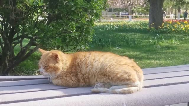 The cat lies lazily on the dustbin doing nothing