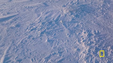 Arctic Fox Love Story | Incredible Animal Journeys