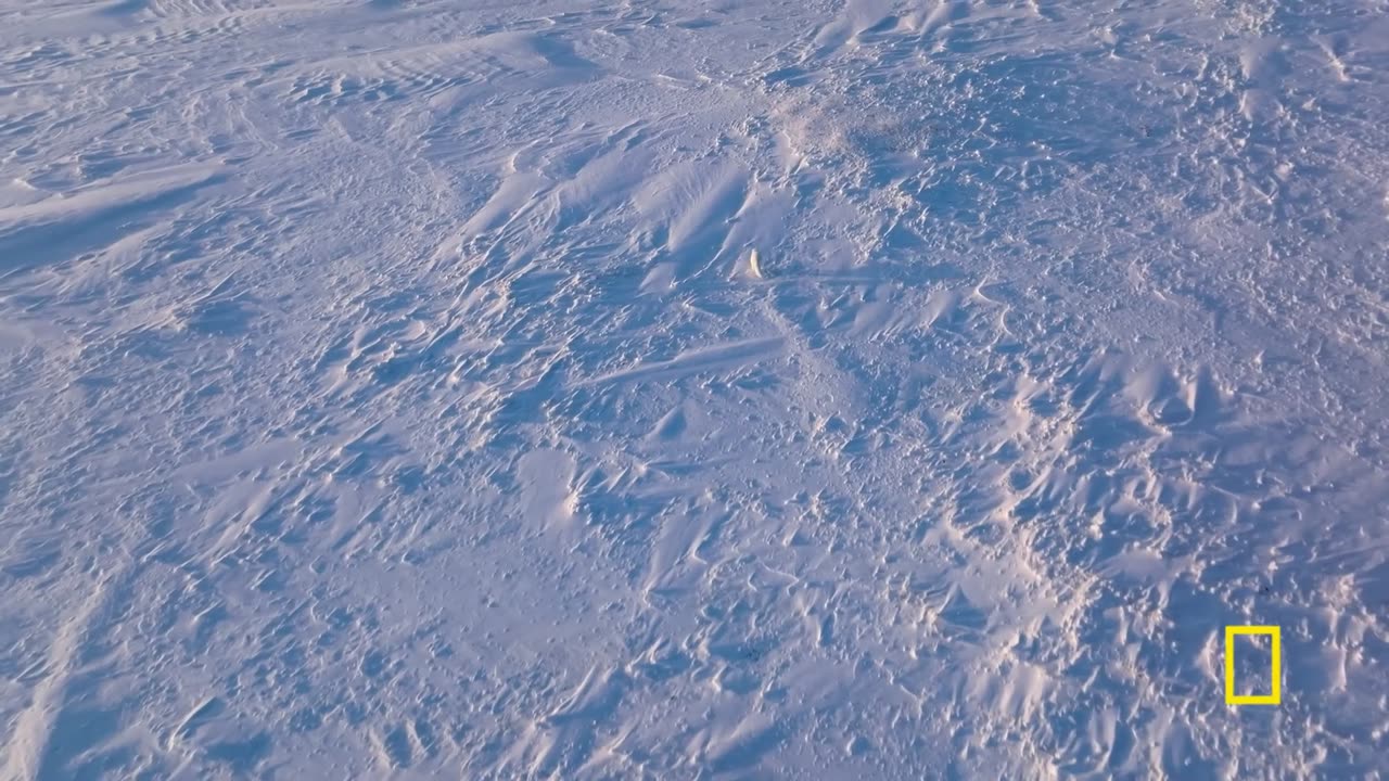Arctic Fox Love Story | Incredible Animal Journeys