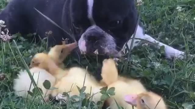 Black frenchie hanging out with ducklings