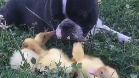 Black frenchie hanging out with ducklings