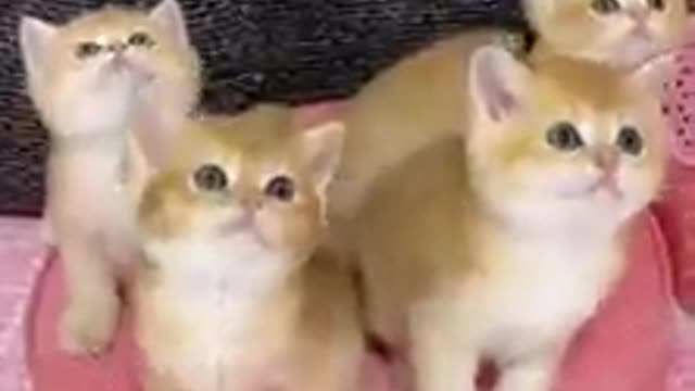 Cats Funny Videos Kittens 2021