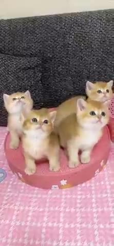 Cats Funny Videos Kittens 2021