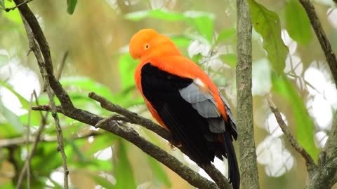 Beautiful orange color bird.