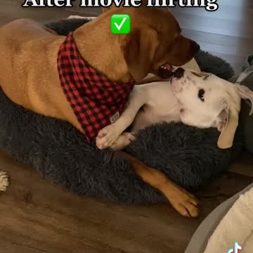 Netflix & Chill for Two Pups in Love