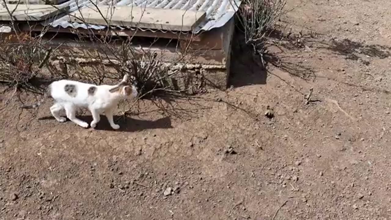 Little cute cat is looking for something.