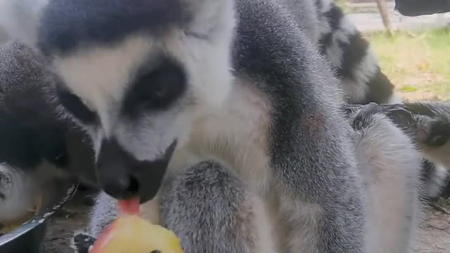 A lemur that feeds alone