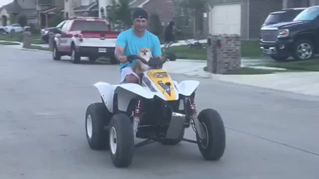 Salty pom enjoys ATV ride