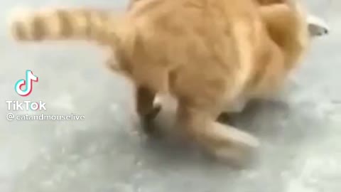 Dog eat rat