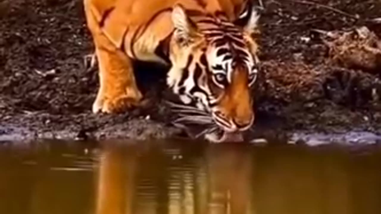 tiger_lose_video